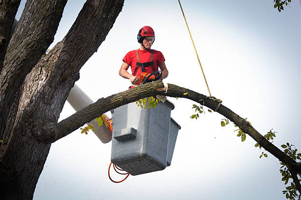 Best Emergency Storm Tree Removal  in Benld, IL